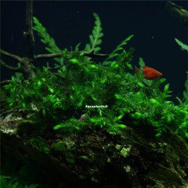 Fontinalis sp Willov - Mousse aquatique