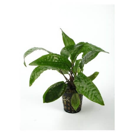 Cryptocoryne Usteriana Verte - Plante d'aquarium