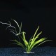 Echinodorus Latifolius - Plante d'aquarium gazonnante