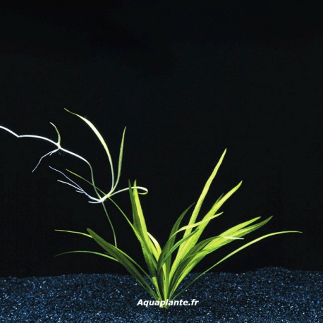 Echinodorus Latifolius - Plante d'aquarium gazonnante