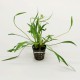 Echinodorus Latifolius - Plante d'aquarium gazonnante