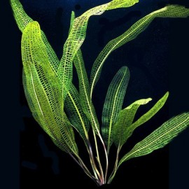 Aponogeton Madagascariensis - Plante en bulbe pour aquarium