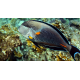Acanthurus sohal - Poisson-chirurgien zébré M