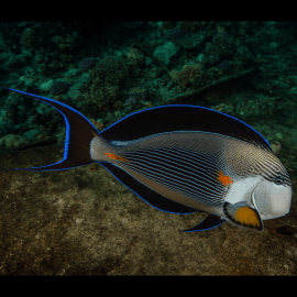 Acanthurus sohal - Poisson-chirurgien zébré M