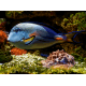 Acanthurus sohal - Poisson-chirurgien zébré M