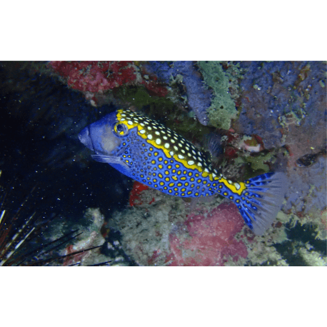 Ostracion meleagris - Poisson coffre pintade S