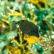 Ostracion meleagris - Poisson coffre pintade S