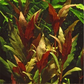 Alternanthera Reineckii "Pink" Tropica