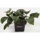 Anubias Barteri Caladiifolia 1705 Pied Mère Tropica