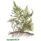Bolbitis Heudelotii Tropica