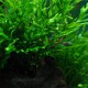 Bolbitis Heudelotii Pied Mère - Plante d'aquarium facile XXL