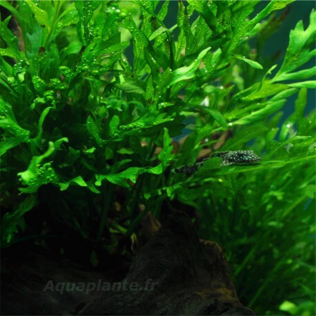 Bolbitis Heudelotii Pied Mère - Plante d'aquarium facile XXL
