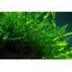 Bolbitis Heudelotii Tropica
