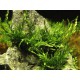 Bolbitis Heudelotii Tropica