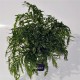 Bolbitis Heudelotii Tropica