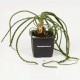Crinum Calamistratum en pot Tropica