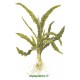 Crinum Natans en Pot Tropica