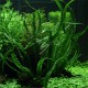 Crinum Natans en Pot Tropica
