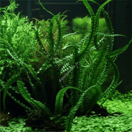 Crinum Natans en Pot Tropica