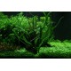 Crinum Natans en Pot Tropica