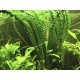 Crinum Natans en Pot Tropica
