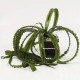 Crinum Natans en Pot Tropica