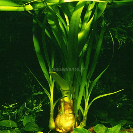 Crinum Thaianum en Pot Tropica