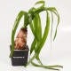 Crinum Thaianum en Pot Tropica