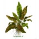 Cryptocoryne Wendtii Pied Mère - Plante d'aquarium facile XXL