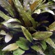 Cryptocoryne Wendtii Pied Mère - Plante d'aquarium facile XXL