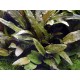 Cryptocoryne Wendtii Pied Mère - Plante d'aquarium facile XXL