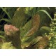 Echinodorus Ozelot Pied Mère - Plante d'aquarium facile XXL