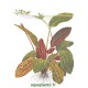 Echinodorus Ozelot Pied Mère - Plante d'aquarium facile XXL