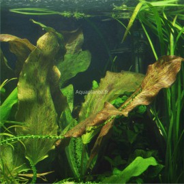 Echinodorus Ozelot Pied Mère - Plante d'aquarium facile XXL