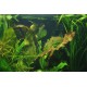 Echinodorus Ozelot Tropica