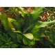 Echinodorus Ozelot Green Tropica