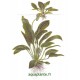Echinodorus Ozelot Green Tropica