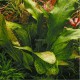 Echinodorus Ozelot Green Tropica