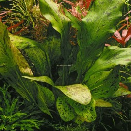 Echinodorus Ozelot Green Pied Mère - Plante d'aquarium facile XXL