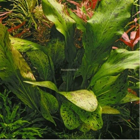 Echinodorus Ozelot Green Pied Mère - Plante d'aquarium facile XXL
