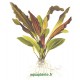 Echinodorus Rosé Pied Mère - Plante d'aquarium facile XXL
