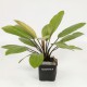 Echinodorus Rosé Pied Mère - Plante d'aquarium facile XXL