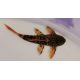 Pseudacanthicus leopardus L600 4-6 cm - Pleco cactus (Elevage Taïwan)
