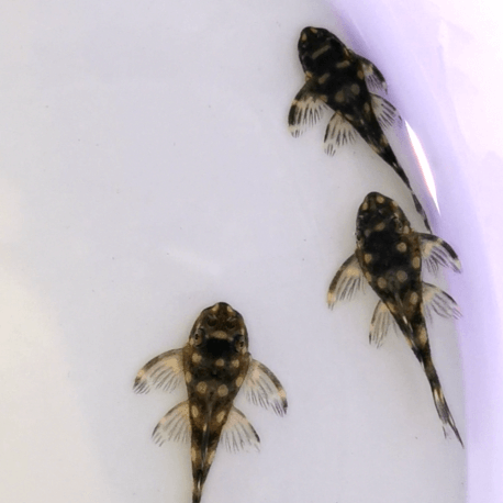 Hypancistrus sp. L471 3-5cm (Elevage - Taïwan)