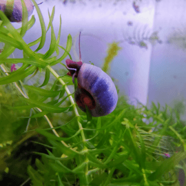 Escargot Planorbe sp Corneus var Blue