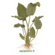 Echinodorus Palaefolius var Latifolius Pied Mère - Plante d'aquarium XXL