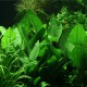Echinodorus Palaefolius var Latifolius Pied Mère - Plante d'aquarium XXL