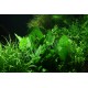 Echinodorus Palaefolius var Latifolius Pied Mère - Plante d'aquarium XXL