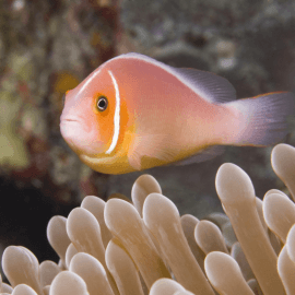 Amphiprion perideraion - Poisson-clown à collier S-M