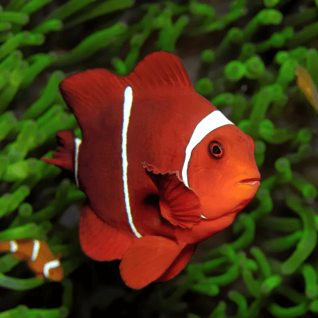 Premnas biaculeatus- Poisson-clown à joues épineuses